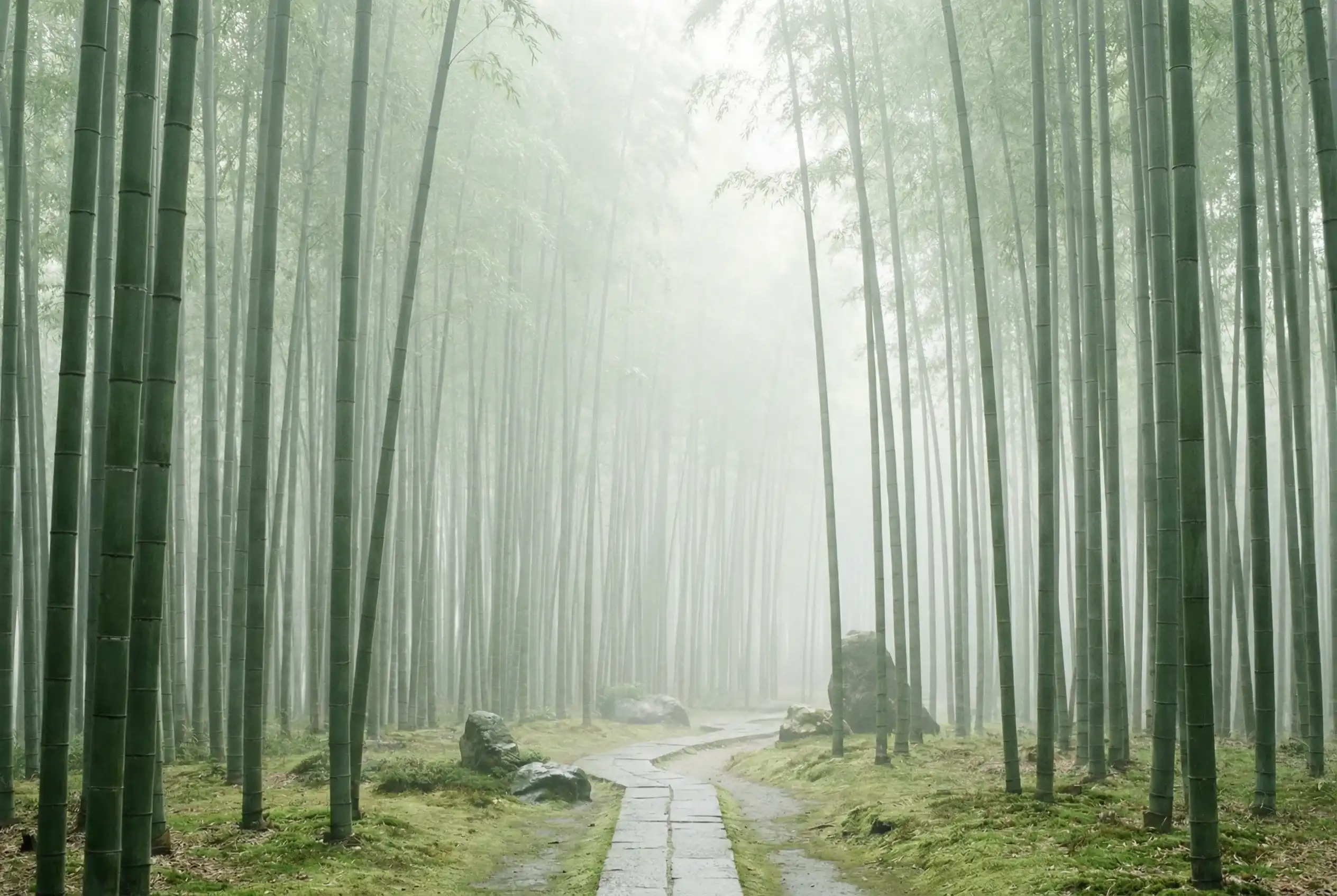 排列五 自然恩赐计划竹林背景