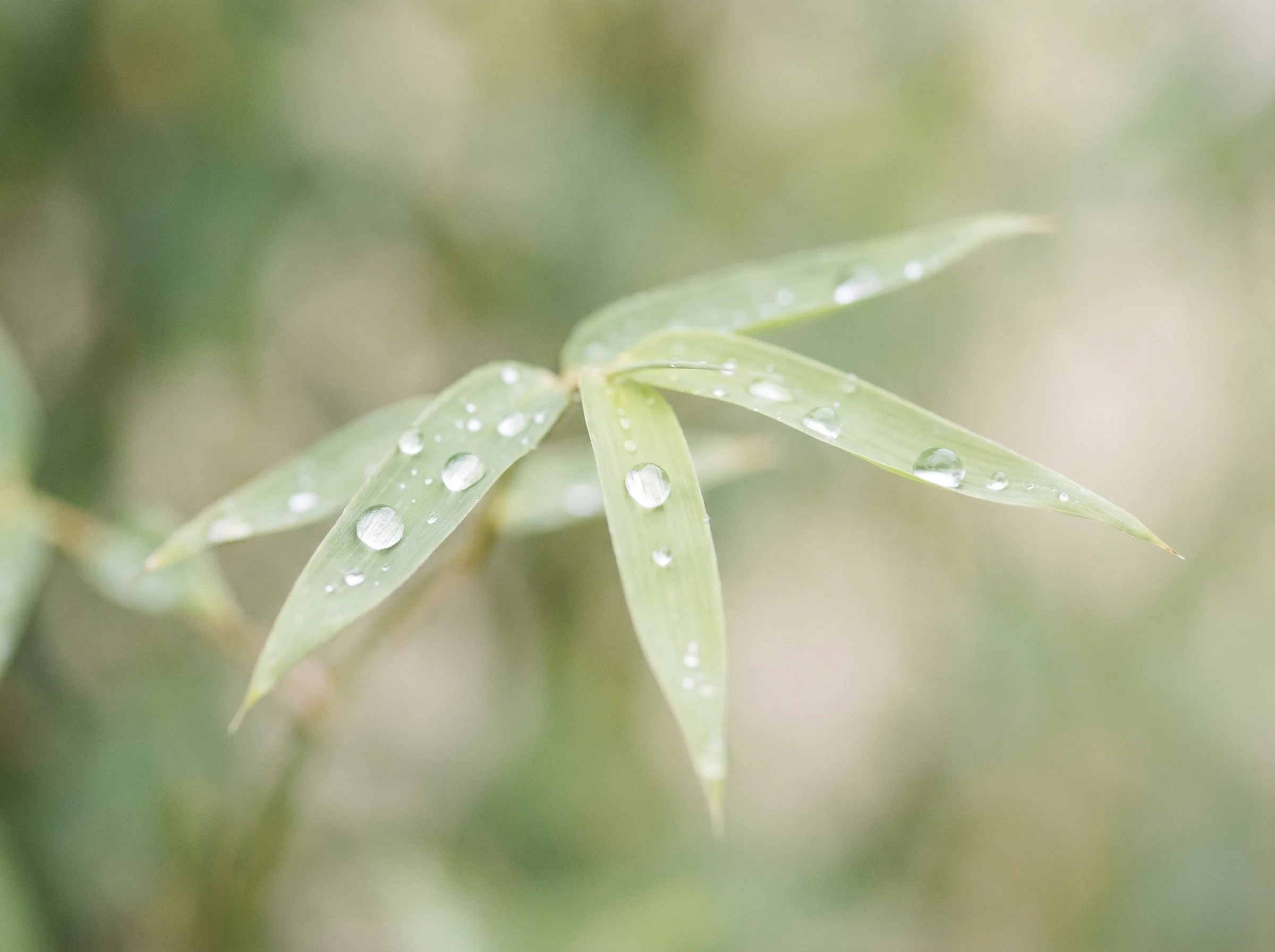 排列五 六大推演沙盘竹叶装饰